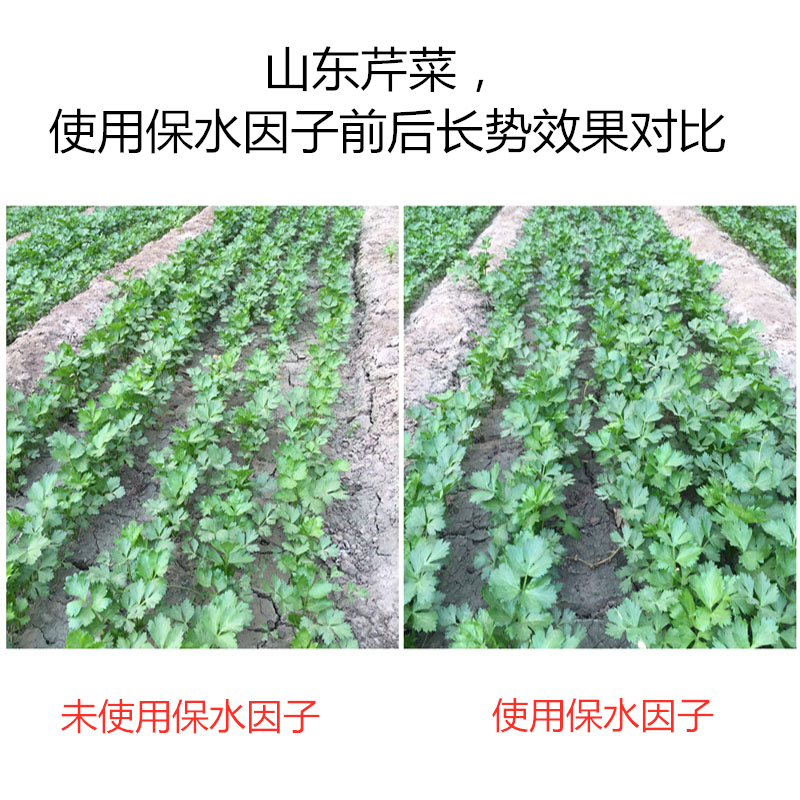 山東芹菜，使用保水因子前后長(zhǎng)勢(shì)效果對(duì)比